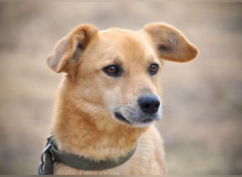 Timmy: Vom Schattenhund zum Herzensbrecher