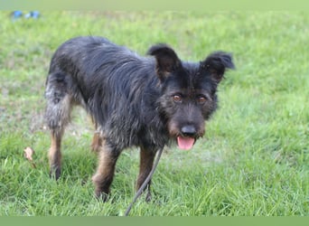 Fröhlicher Heart sucht ein Körbchen
