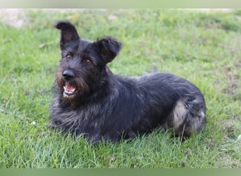 Fröhlicher Heart sucht ein Körbchen