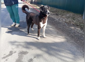 Bardi: eine großherzige Hundedame wünscht sich Familienanschluss