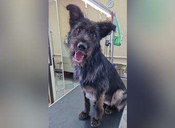 Fröhlicher Heart sucht ein Körbchen