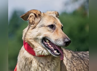 Die liebe und freundliche Zara wünscht sich schon lange ein Zuhause