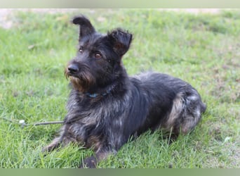 Fröhlicher Heart sucht ein Körbchen