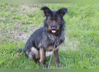 Fröhlicher Heart sucht ein Körbchen