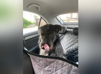 Fröhlicher Heart sucht ein Körbchen