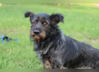 Fröhlicher Heart sucht ein Körbchen