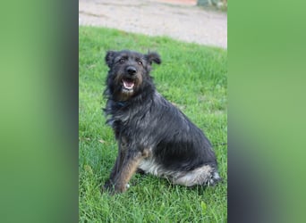 Fröhlicher Heart sucht ein Körbchen