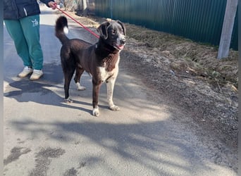 Bardi: eine großherzige Hundedame wünscht sich Familienanschluss