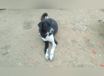 Bardi: eine großherzige Hundedame wünscht sich Familienanschluss