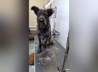 Fröhlicher Heart sucht ein Körbchen