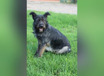 Fröhlicher Heart sucht ein Körbchen