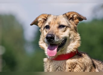 Die liebe und freundliche Zara wünscht sich schon lange ein Zuhause