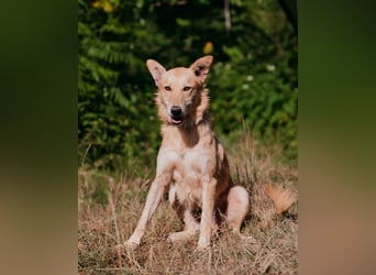 Yasmin sucht ein sportliches Zuhause