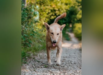 Yasmin sucht ein sportliches Zuhause