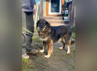 Lüba möchte gerne wieder ein Zuhause haben