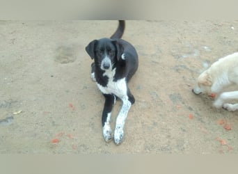 Bardi: eine großherzige Hundedame wünscht sich Familienanschluss