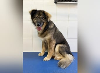 Lüba möchte gerne wieder ein Zuhause haben