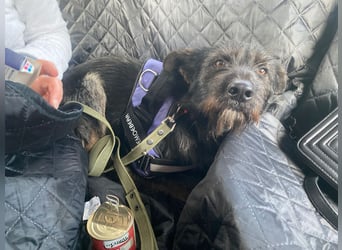 Fröhlicher Heart sucht ein Körbchen