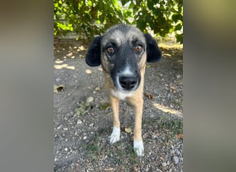 Ajax - Treue Seele sucht Dich ❤️