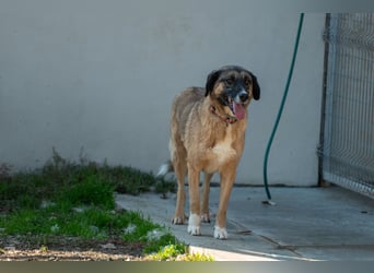 Ajax - Treue Seele sucht Dich ❤️