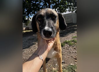 Ajax - Treue Seele sucht Dich ❤️