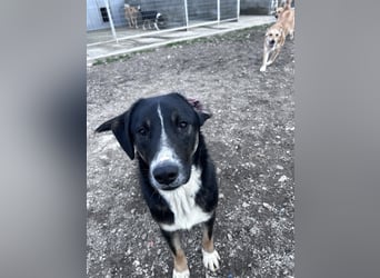 Morris - Verspielter Junghund sucht aktives Zuhause ❤️