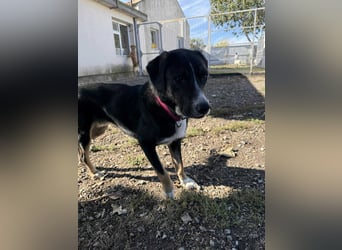 Morris - Verspielter Junghund sucht aktives Zuhause ❤️