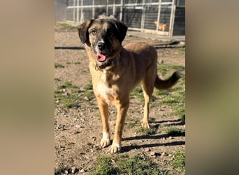 Ajax - Treue Seele sucht Dich ❤️