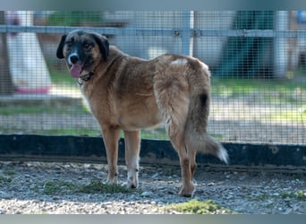 Ajax - Treue Seele sucht Dich ❤️