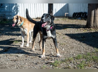 Morris - Verspielter Junghund sucht aktives Zuhause ❤️