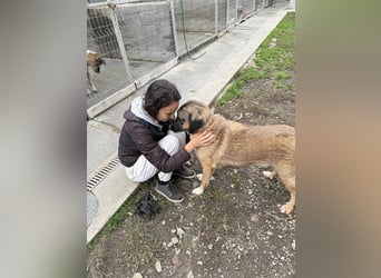 Ajax - Treue Seele sucht Dich ❤️