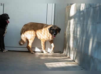 Ajax - Treue Seele sucht Dich ❤️