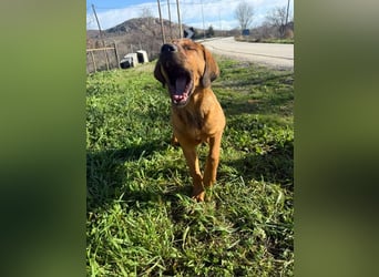 Fips sucht sein Für-Immer-Zuhause