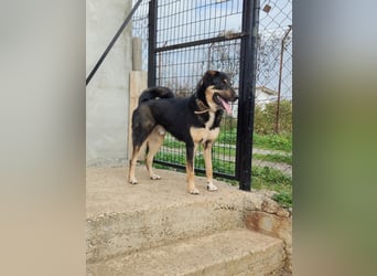 Tsida: Liebevoller, menschenbezogener Rüde sucht Zuhause