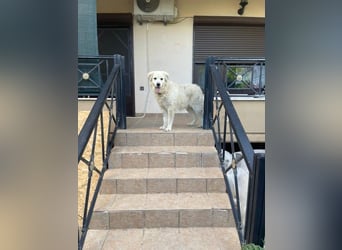 Atlas - Sanfter Kämpfer sucht sein Für-Immer-Zuhause