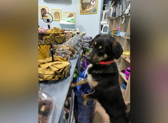 Tsida: Liebevoller, menschenbezogener Rüde sucht Zuhause