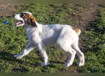 Oreo sucht sein Für-immer-Zuhause