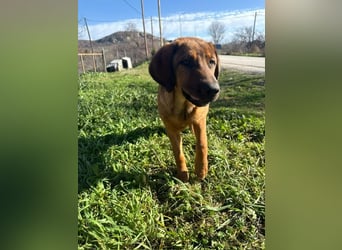 Fips sucht sein Für-Immer-Zuhause