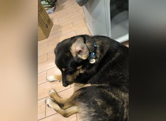 Tsida: Liebevoller, menschenbezogener Rüde sucht Zuhause