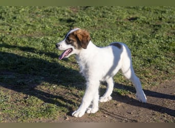 Oreo sucht sein Für-immer-Zuhause