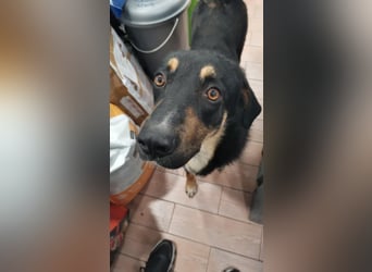 Tsida: Liebevoller, menschenbezogener Rüde sucht Zuhause