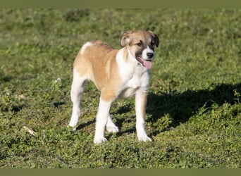 Bonni sucht ihr Für-immer-Zuhause