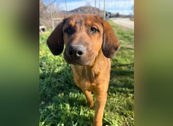 Fips sucht sein Für-Immer-Zuhause