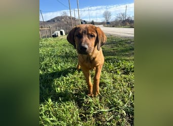 Fips sucht sein Für-Immer-Zuhause