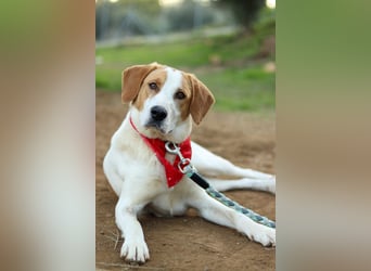 Jerry – junger, liebevoller Rüde sucht ein geborgenes Zuhause