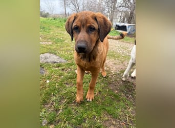 Fips sucht sein Für-Immer-Zuhause