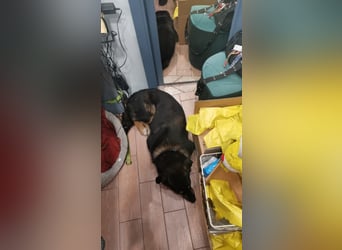 Tsida: Liebevoller, menschenbezogener Rüde sucht Zuhause