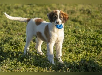 Oreo sucht sein Für-immer-Zuhause