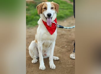 Jerry – junger, liebevoller Rüde sucht ein geborgenes Zuhause