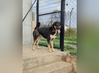 Tsida: Liebevoller, menschenbezogener Rüde sucht Zuhause